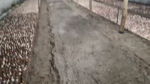 Выгонка тюльпанов к 8 марта и 14 февраля Посадка тюльпанов чистка луковиц ТЮЛЬПАНЫ БЕЛАРУСЬ 2023 смотреть онлайн