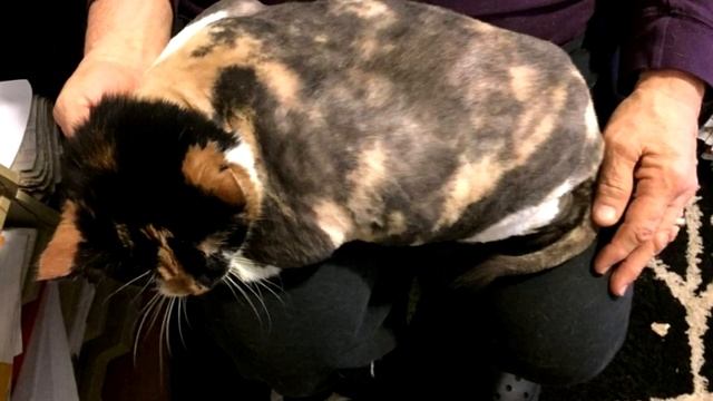 Когда ветеринары увидели это существо, они потеряли дар речи! смотреть онлайн