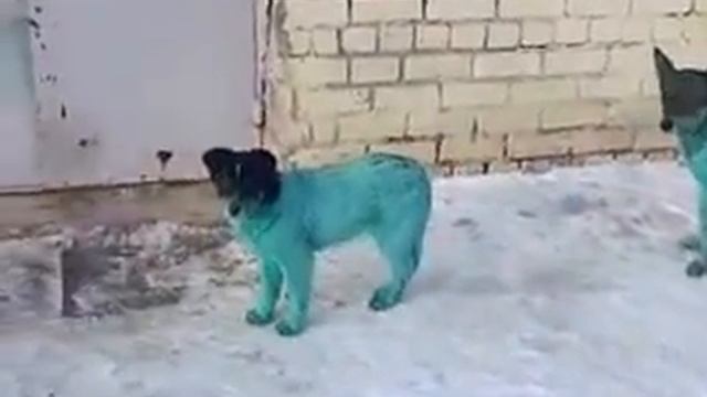 Зеленые собаки. Пермь. Закамск ) смотреть онлайн