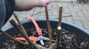 Обрезаю  2 - летние ГОРТЕНЗИИ Пинки Промис и Строббери блоссом 🌿🌿🌿