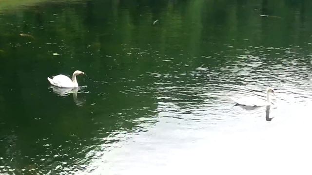 Лебеди. Патриаршие пруды. смотреть онлайн