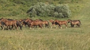 Табун молодых лошадей