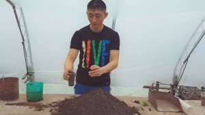 Пикировка горького и сладкого перца. В один стакан два растения. Зачем.