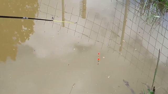 РЫБАЛКА. УЧУ САШКУ ЛОВИТЬ РЫБУ. БЕШЕНЫЙ КЛЁВ РЫБЫ НА ЧЕРВЯ. смотреть онлайн