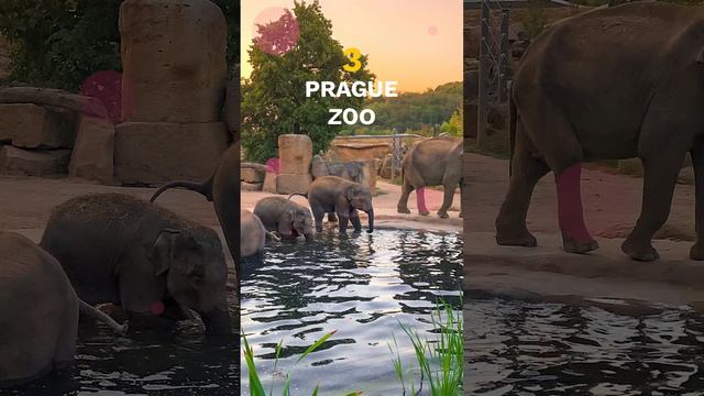 Top 5 Best Zoos in the World 🦓🐘🦒 смотреть онлайн