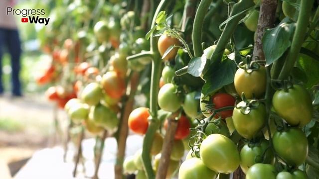 В Сентябре 10 Капель На 3л. Воды Омолодит! И Ускорит Созревание Томатов И Огурцов! смотреть онлайн