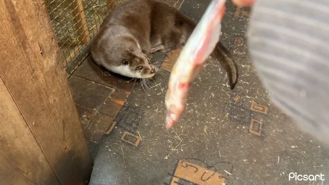 Выдра Степка смотреть онлайн