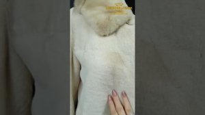 Чистка шубы из кролика. Чистка шубы от желтых пятен. Чистка слипшегося меха.