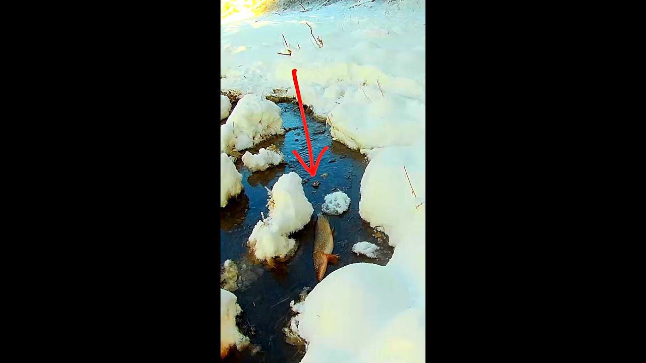 ЩУКА СПАСАЯСЬ ВЫБРОСИЛАСЬ НА БЕРЕГ #shorts смотреть онлайн