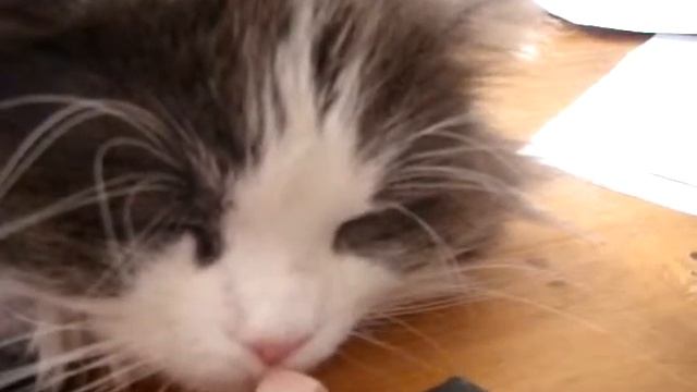 Спящий кот смотреть онлайн