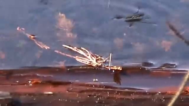 Water Striders Walking on Water смотреть онлайн