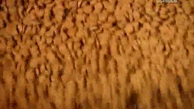 дискавери собачий корм смотреть онлайн