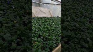 Выращивание Виолы на 8 марта