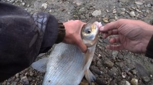 Рыбалка на мормыш/САЛО! Ловля ЛЕЩА на Оке!