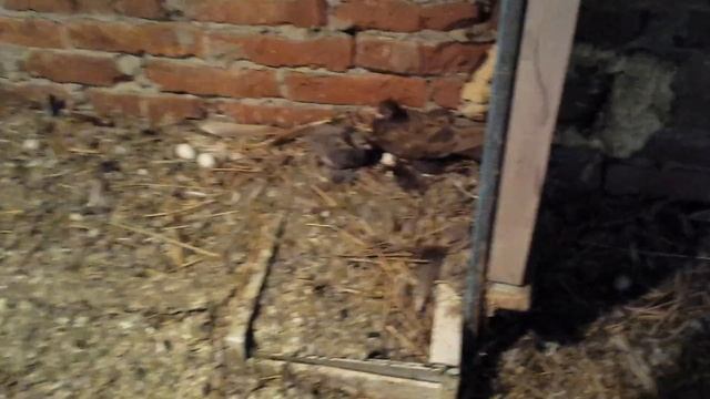 Продаются голуби. Малоносые Армавирские !!! смотреть онлайн