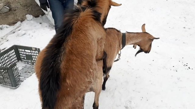 Мася соскучилась по Гоше! Едем на свиданку ❤ смотреть онлайн