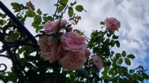 Обильноцветущая раноцветущая редкая плетистая роза #свитлагуна #SweetLaguna от Кордес, сезон 2022.