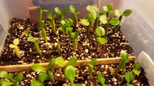 Обзор сеянцев адениума на 10-й день