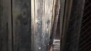 Русские гончие и гончатники!!!!!