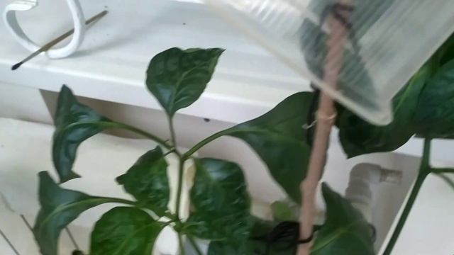 болгарские перцы на балконе смотреть онлайн