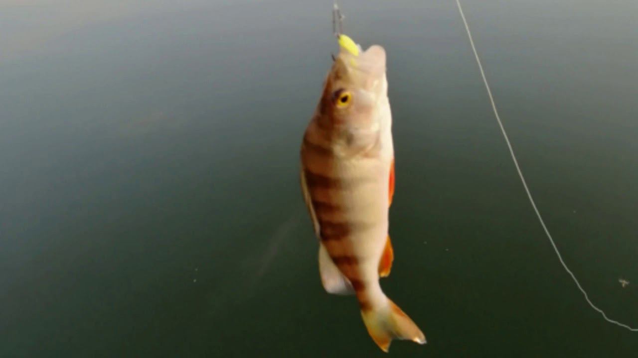 За выходные всего пару окуней и встреча ежа на даче :) #NIK_72 смотреть онлайн