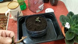 Магония падуболистная.Размножение черенкованием.