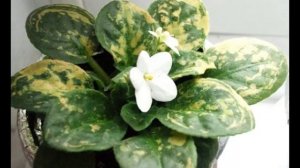 болезни фиалок и способы их лечения