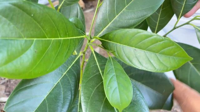 DIY Planting: Grafting Jackfruit Trees in Water bottle With Banana tree Grow Fast 100% Success смотреть онлайн