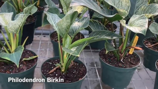Plant Shopping at Excelsa Gardens || RARE PLANT RELEASE || PINK PRINCESS, THAI CONSTELLATION смотреть онлайн