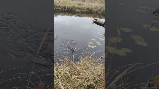 рыбалка, карелия, осень 2022 1 смотреть онлайн