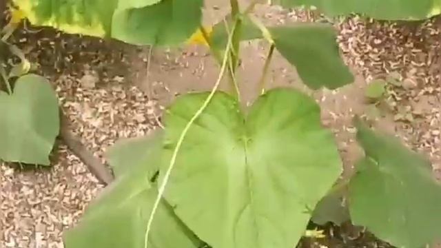 16 06 2021г,сельские голуби.Обзор домашних голубей. смотреть онлайн