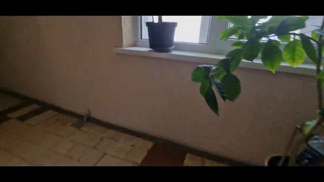 ?РАРИТЕТЫ В 16-ЭТАЖКЕ! Лифты-залипайки МЛЗ/МоЭЛЗ(Q=320/500, V=1.0, 1975 г.в.) смотреть онлайн