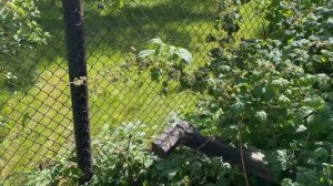 ПОЧЕМУ КРОШАТСЯ ЯГОДЫ МАЛИНЫ СОВЕТЫ ДЛЯ СОЧНЫХ ЯГОД #как повысить урожайность малины #малина #дача