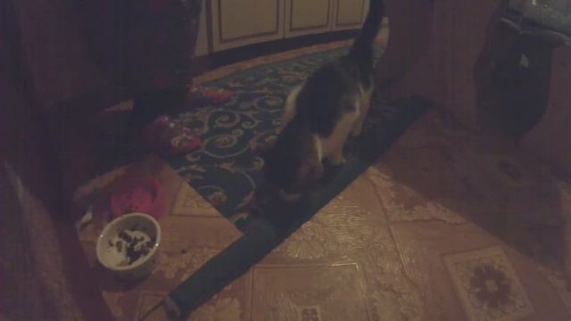 Кот Адольф и колбаска) смотреть онлайн