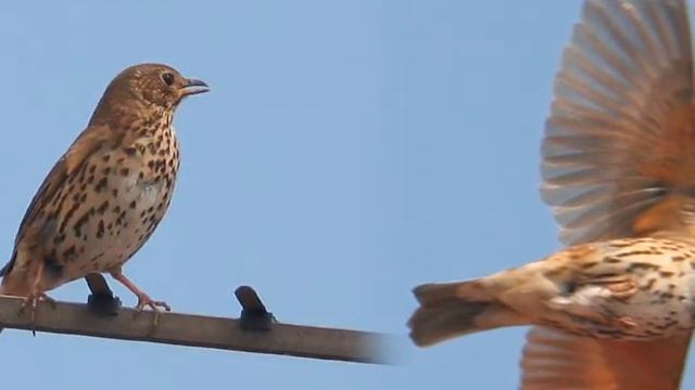 My Gentle Words for soprano, flute and piano -after si mes vers avaient des ailes.wmv смотреть онлайн