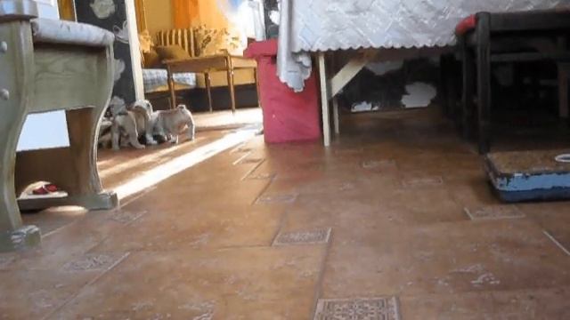 бульдожки смотреть онлайн