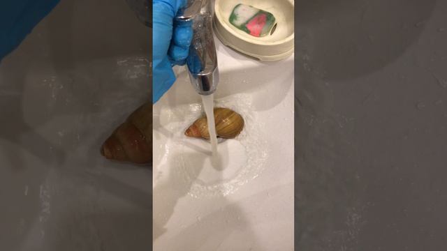 Как оживить улитку Ахитин