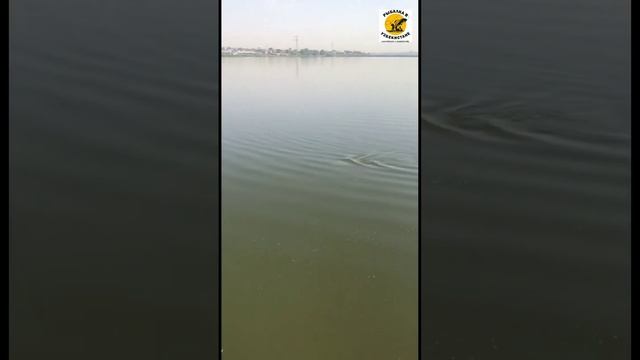 ЗАЧЁТНЫЙ #ТРОФЕЙ ЭТО. РЫБАЛКА В УЗБЕКИСТАНЕ #видеорыбалка смотреть онлайн