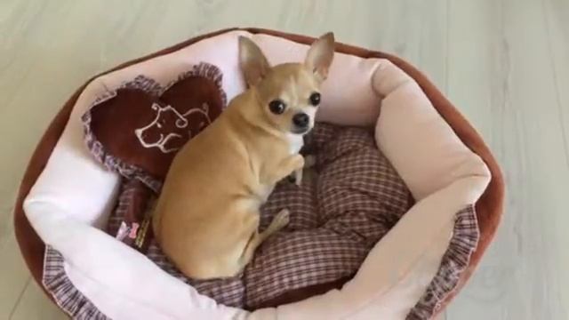 ЛЕЖАК (ЛЕЖАНКА) ДЛЯ СОБАК «УЮТ» VIP-DOG.COM Интернет магазин одежды для собак смотреть онлайн
