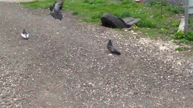 Курские турманы 24 смотреть онлайн