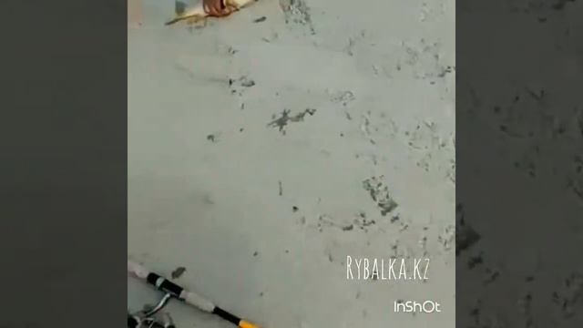 Коксарай 10.06.2017 рыбалка смотреть онлайн