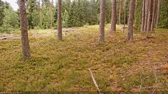 stirnu buciņš. 2019.07.16 смотреть онлайн