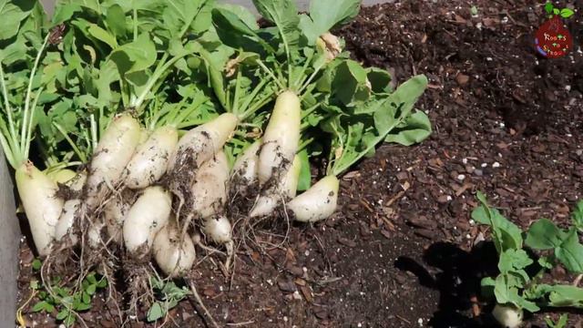 How to grow french breakfast radish and icicle radish Plus recipe to cook radish смотреть онлайн