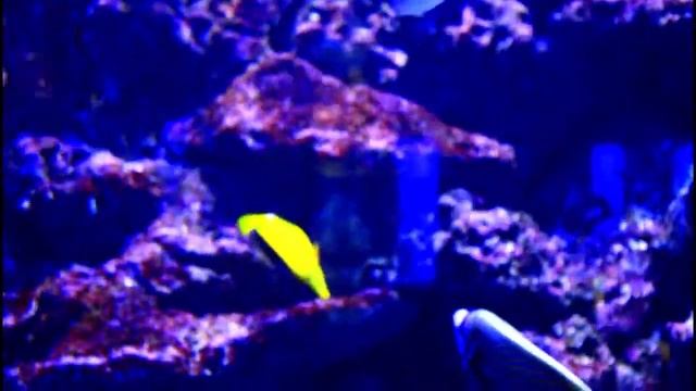Красивые рыбки и красивая музыка / Beautiful fish in the Aquarium and beautiful music смотреть онлайн