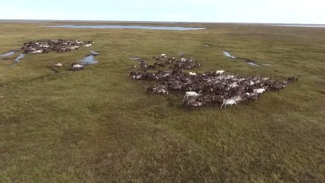 Почему в НАО олени летом кочуют на север, а зимой на юг?