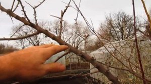 КАК СДЕЛАТЬ УЗКУЮ И УРОЖАЙНУЮ КРОНУ НА СЛИВЕ И АЛЫЧЕ.