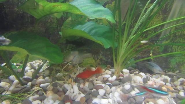 Аквариум и рыбки смотреть онлайн