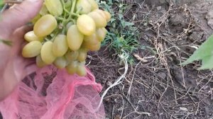 ВИНОГРАД .Новые формы винограда Лихач ,Бонжур и Степашка ,Калугина В.М.