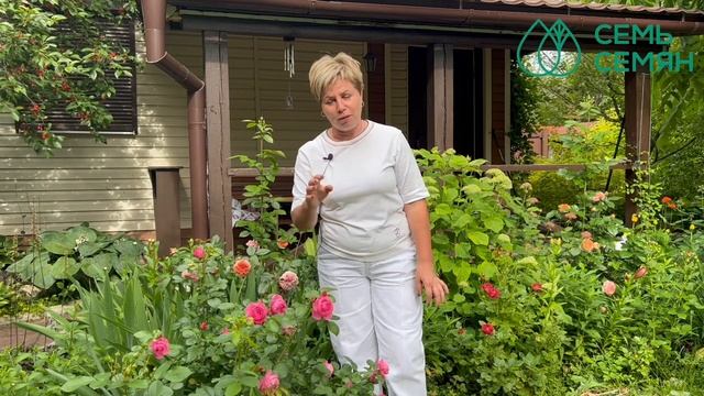 Главные обработки и подкормки роз в июле и августе! смотреть онлайн