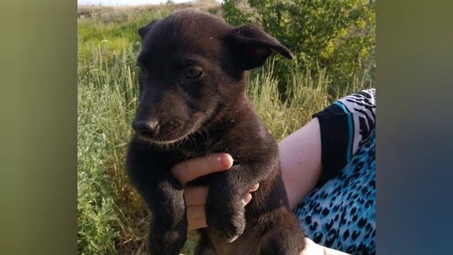 Волгоград, животные в добрые руки. смотреть онлайн